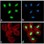 PAX3 Antibody in Immunocytochemistry (ICC/IF)