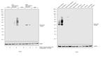 Adiponectin Antibody in Western Blot (WB)