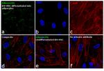 Adiponectin Antibody