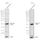 Adiponectin Antibody