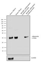 Adiponectin Antibody