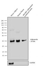 Adiponectin Antibody in Western Blot (WB)