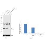 p21 Antibody in Western Blot (WB)