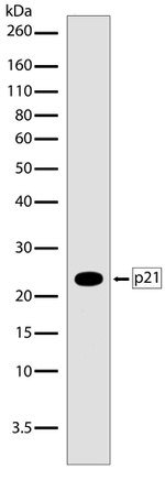 p21 Antibody in Western Blot (WB)