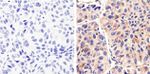 Syndecan 2 Antibody in Immunohistochemistry (Paraffin) (IHC (P))