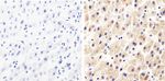 Syndecan 2 Antibody in Immunohistochemistry (Paraffin) (IHC (P))