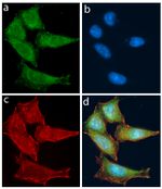 TLR4 Antibody in Immunocytochemistry (ICC/IF)