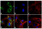 ANGPTL4 Antibody