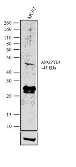 ANGPTL4 Antibody in Western Blot (WB)