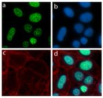 LMO2 Antibody in Immunocytochemistry (ICC/IF)