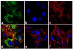 FABP4 Antibody