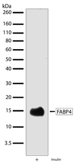 FABP4 Antibody in Western Blot (WB)