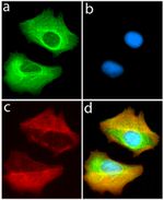 VPS34 Antibody in Immunocytochemistry (ICC/IF)