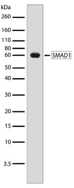 SMAD1 Antibody in Western Blot (WB)