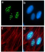 Metadherin Antibody in Immunocytochemistry (ICC/IF)