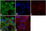 DISC1 Antibody in Immunocytochemistry (ICC/IF)