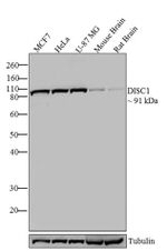 DISC1 Antibody in Western Blot (WB)