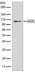 AXIN1 Antibody in Western Blot (WB)