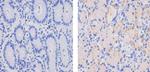 MCP-2 Antibody in Immunohistochemistry (Paraffin) (IHC (P))