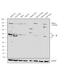 PIWIL1 Antibody in Western Blot (WB)