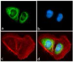 PIWIL1 Antibody in Immunocytochemistry (ICC/IF)