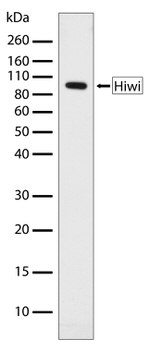 PIWIL1 Antibody in Western Blot (WB)