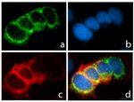 CD49f Antibody in Immunocytochemistry (ICC/IF)