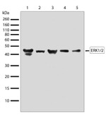 ERK1/ERK2 Antibody in Western Blot (WB)