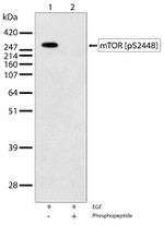 Phospho-mTOR (Ser2448) Antibody in Western Blot (WB)