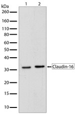 Claudin 16 Antibody in Western Blot (WB)