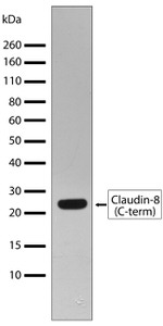 Claudin 8 Antibody in Western Blot (WB)