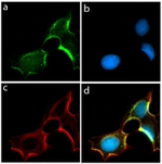 Connexin 36 Antibody in Immunocytochemistry (ICC/IF)