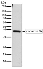 Connexin 36 Antibody in Western Blot (WB)