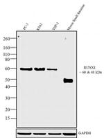 RUNX1 Antibody in Western Blot (WB)