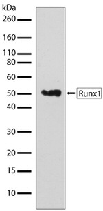 RUNX1 Antibody in Western Blot (WB)