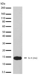 IL-4 Antibody in Western Blot (WB)