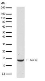 ApoC3 Antibody in Western Blot (WB)