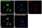 IL-1 beta Antibody in Immunocytochemistry (ICC/IF)