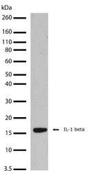 IL-1 beta Antibody in Western Blot (WB)