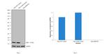 beta-2 Microglobulin Antibody in Western Blot (WB)