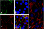 ICAM-1 Antibody in Immunocytochemistry (ICC/IF)