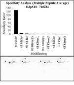 Phospho-Histone H3 (Ser10) Antibody