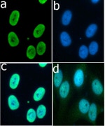 Phospho-Histone H3 (Ser10) Antibody in Immunocytochemistry (ICC/IF)