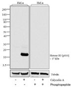 Phospho-Histone H3 (Ser10) Antibody in Western Blot (WB)