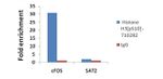 Phospho-Histone H3 (Ser10) Antibody in ChIP Assay (ChIP)