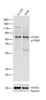 p70 S6 Kinase Antibody in Western Blot (WB)