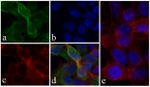 6x-His Tag Antibody in Immunocytochemistry (ICC/IF)