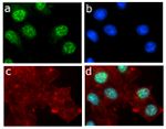 Phospho-EIF2S1 (Ser51) Antibody in Immunocytochemistry (ICC/IF)