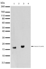 H3K9ac Antibody in Western Blot (WB)