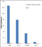 Acetyl-p53 (Lys382) Antibody in ChIP Assay (ChIP)